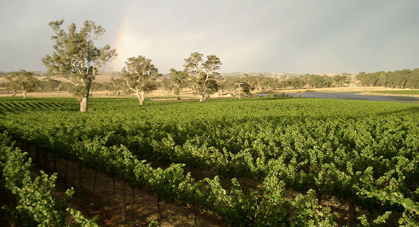 Eden Hall Vineyard